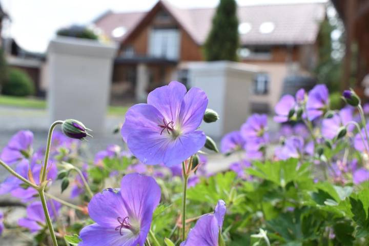 Ferienwohnung für 4 Personen, mit Garten, mit Haustier in Gohrisch