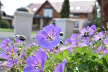 Ferienwohnung für 4 Personen, mit Garten, mit Haustier in Gohrisch