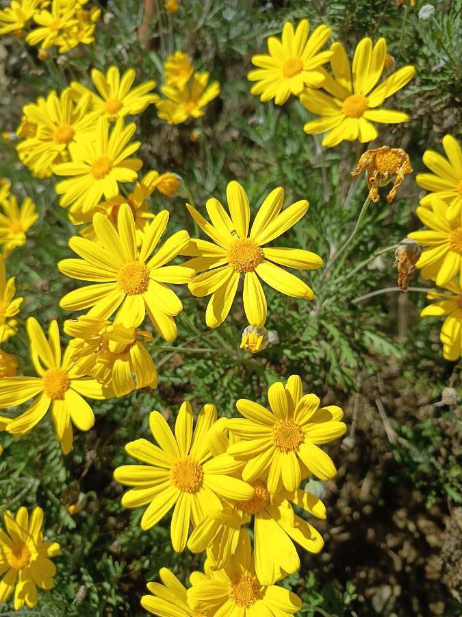Chambre d’hôte pour 2 personnes, avec vue et jardin, animaux acceptés à Dolceacqua - 2