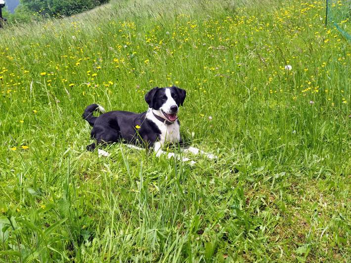 Ferienwohnung für 2 Personen, mit Balkon und Garten, mit Haustier in Zell am See - 3