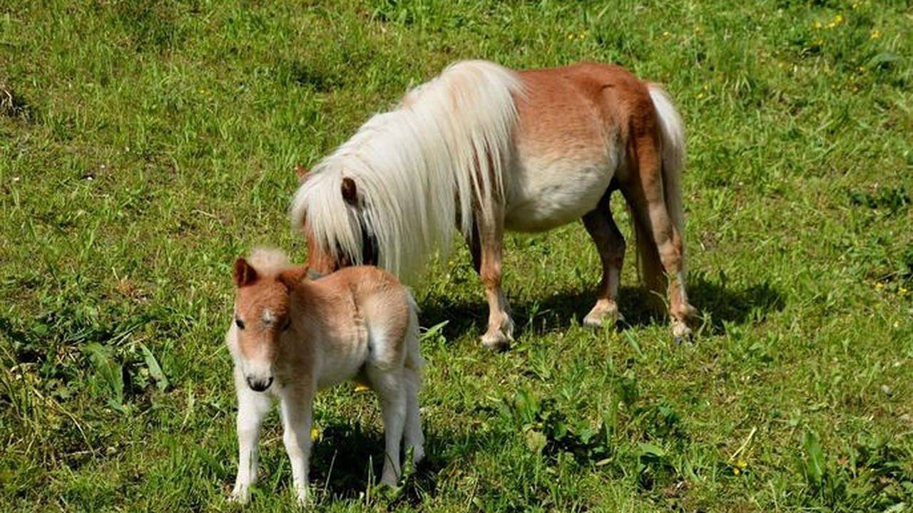 Ganze Ferienwohnung, Ferienwohnung für 4 Personen (62 m²) in Arzl im Pitztal in Arzl im Pitztal, Bezirk Imst