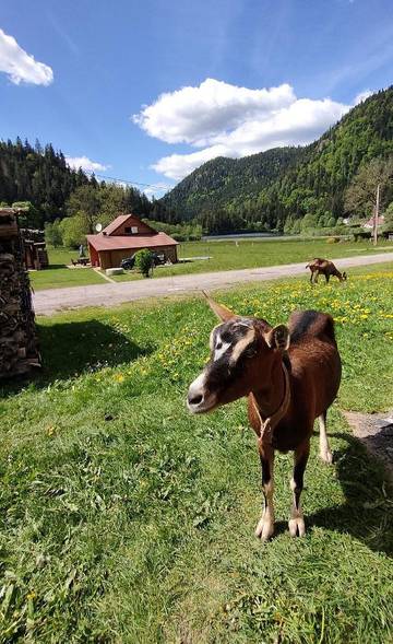 Maison de campagne pour 4 personnes, avec vue et vue sur le lac ainsi que jardin et sauna, animaux acceptés à Xonrupt-Longemer
