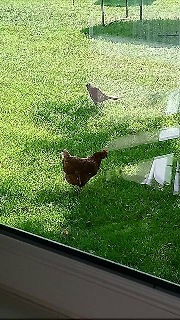 Bauernhof für 2 Personen in Fehmarn, Ostseeinseln, Bild 4