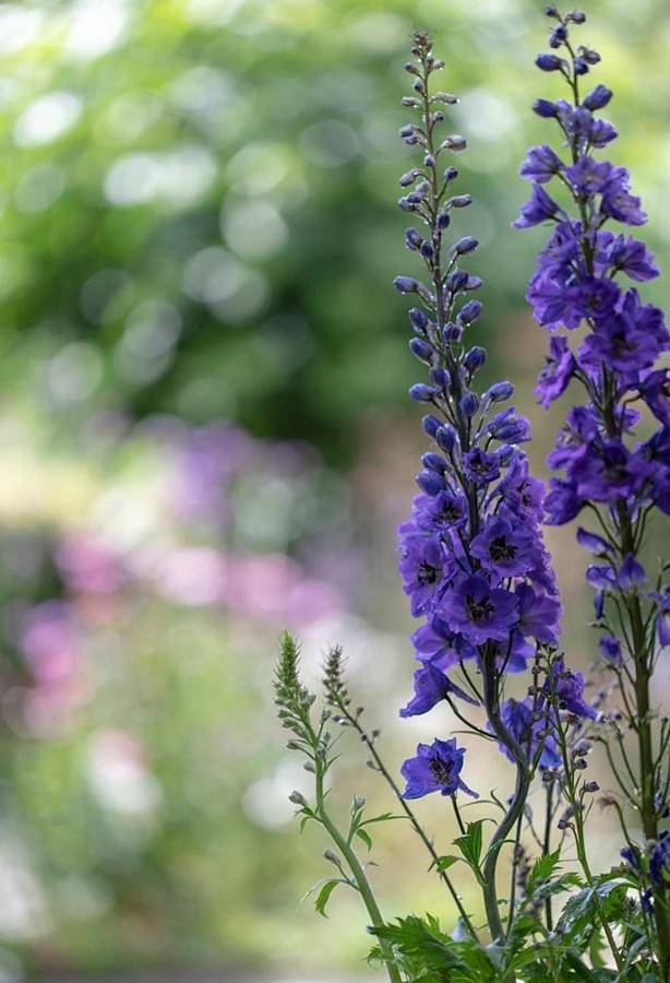 Location de vacances pour 2 personnes, avec vue ainsi que jardin et terrasse à Westerlo - 3