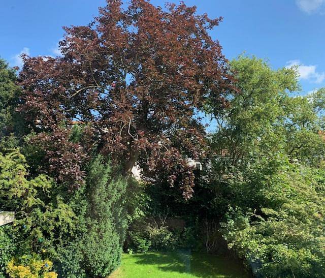 Gîte pour 6 personnes, avec jacuzzi et jardin à Heemstede - 3