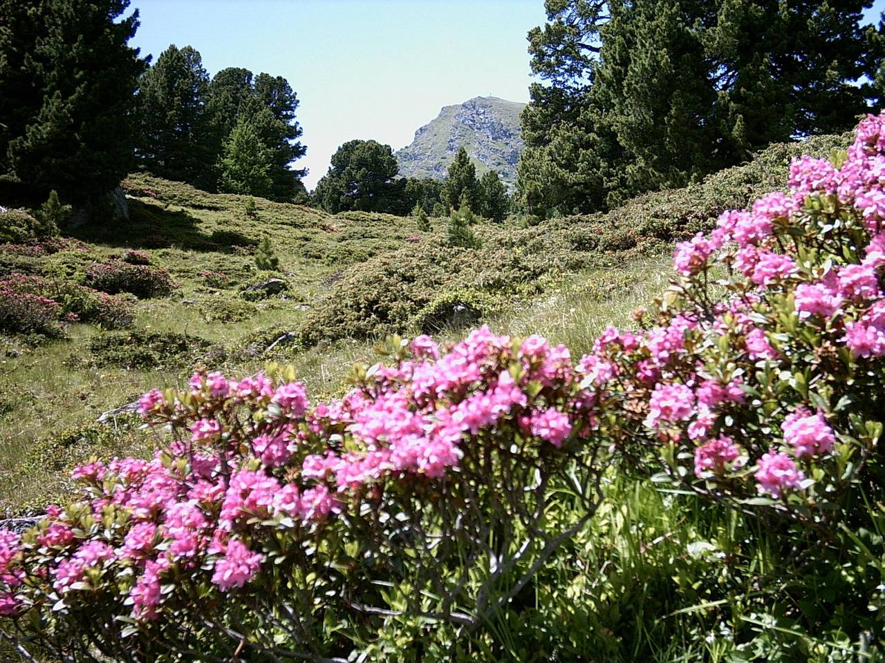 Ganze Ferienwohnung, Appartement/Fewo in Reichenau (Österreich), Nockberge
