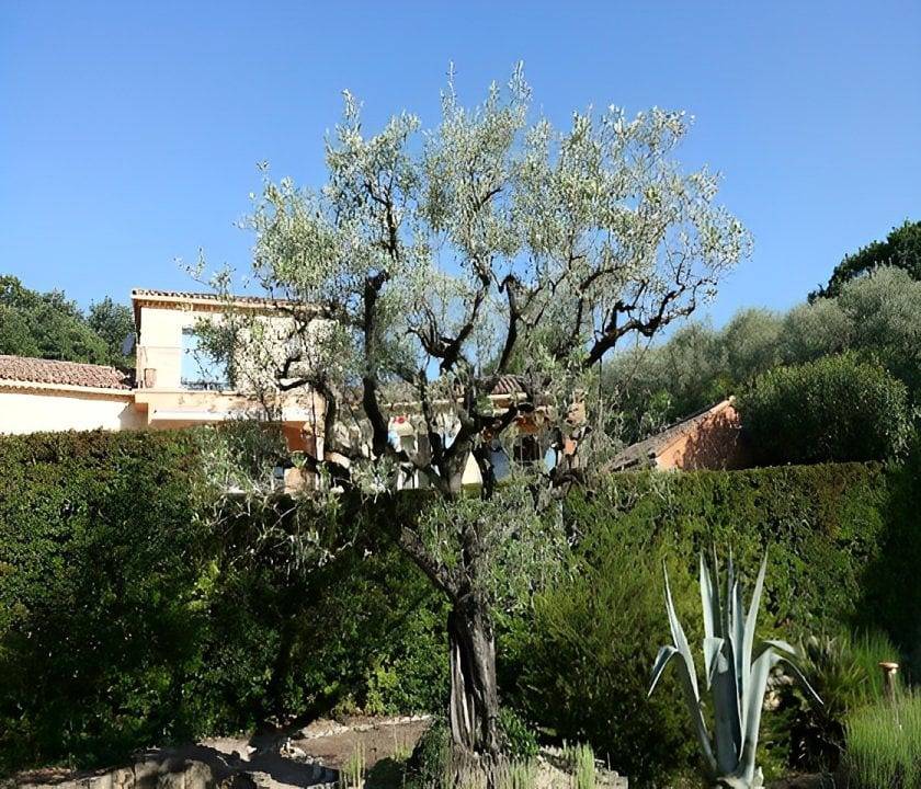 Le Mas du Grand Chêne - Olivier in Nyons, Région de nyons