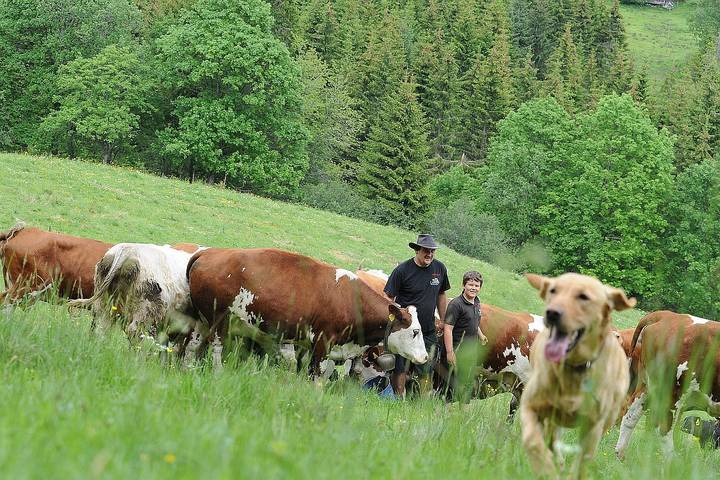 Farnbauernhof - Ferienwohnung Taubenschlag, 40 qm, 1 Schlafzimmer max. 3 Personen in Schönwald im Schwarzwald, Südschwarzwald