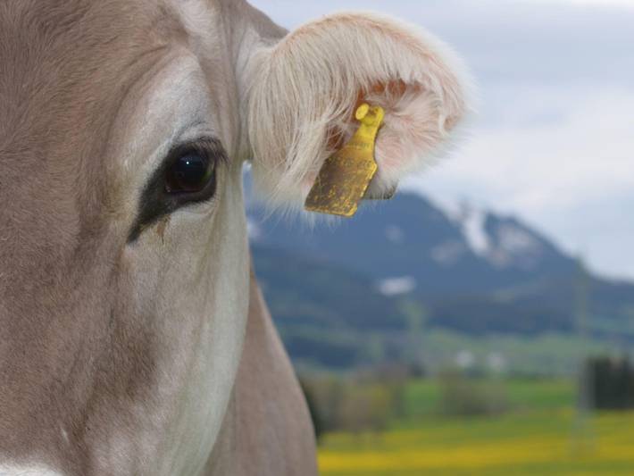 Bauernhof für 4 Personen, mit Garten, kinderfreundlich im Allgäu - 4