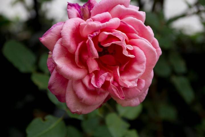 Casa rural para 15 personas, con vistas y jardín, Se admiten mascotas en Pinares (Soria) - 2