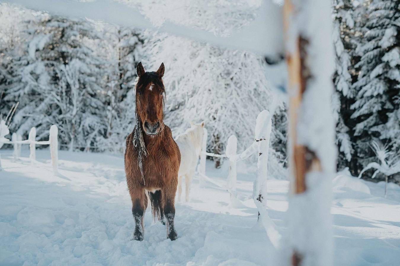 ※ Homnest ※ L'Instant Sauvage ※ Vue Cimes & Forêt in Riotord, Haute-Loire