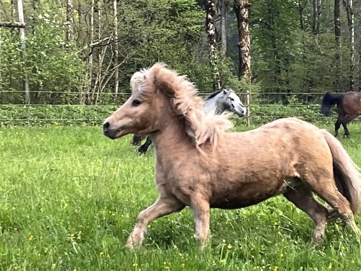Almgut Farm || Faistenau in Faistenau, Bezirk Salzburg-Umgebung