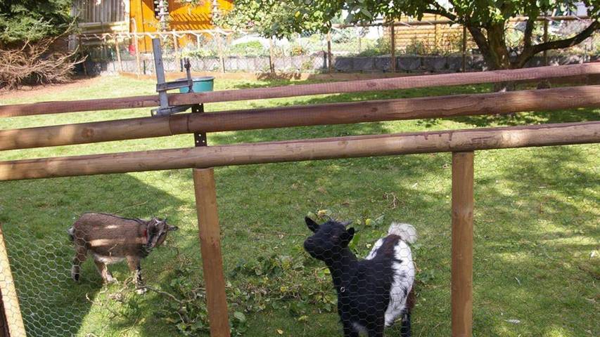 Ferienhaus für 4 Personen, mit Garten, mit Haustier in Rheinland-Pfalz - 3