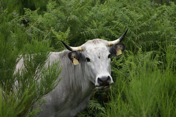 Location de vacances pour 3 personnes, avec jardin dans l' Ariège - 3