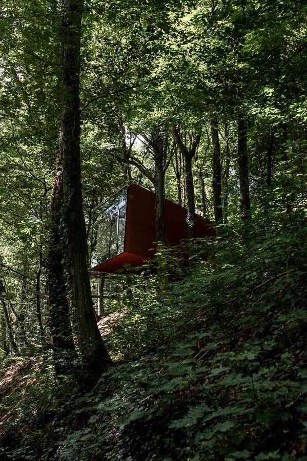 Séneçon des bois 08 in La Roche-en-Ardenne, Province de Luxembourg