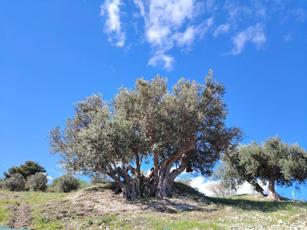 Agriturismo Finazzo in Castellammare del Golfo, Provincia di Trapani