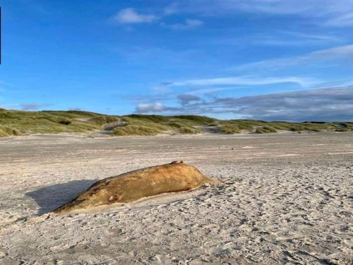 Ferienhaus mit Meerblick für 10 Personen, mit Terrasse, kinderfreundlich in Jammerbugt - 2