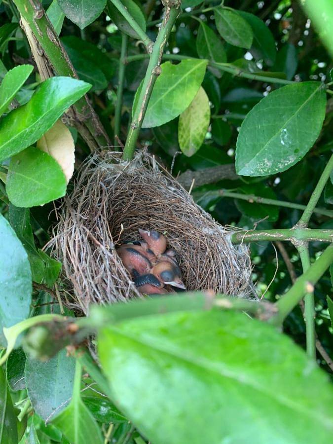 Hôtel pour 2 personnes, avec piscine ainsi que jardin et jacuzzi à Sainte-Terre - 2