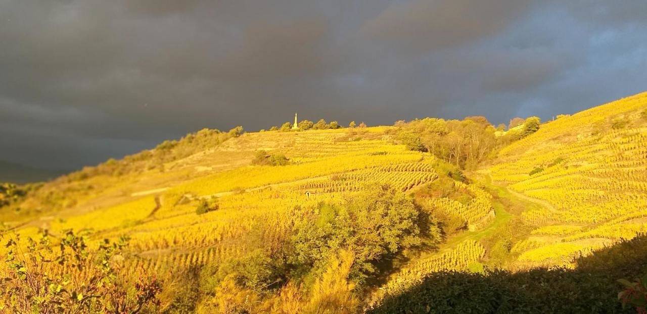 Wine Passion Panoramic in Chavanay, Parc Naturel Régional du Pilat