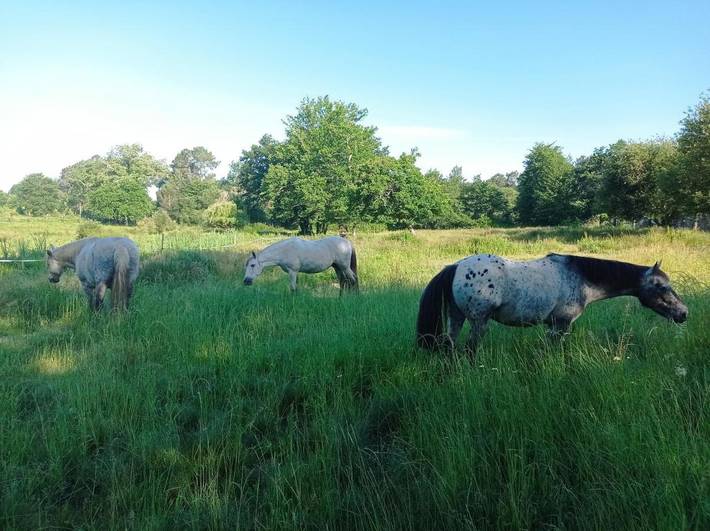 Location de vacances pour 2 personnes, avec vue ainsi que terrasse et jardin à Saint-Paul-en-Born - 4