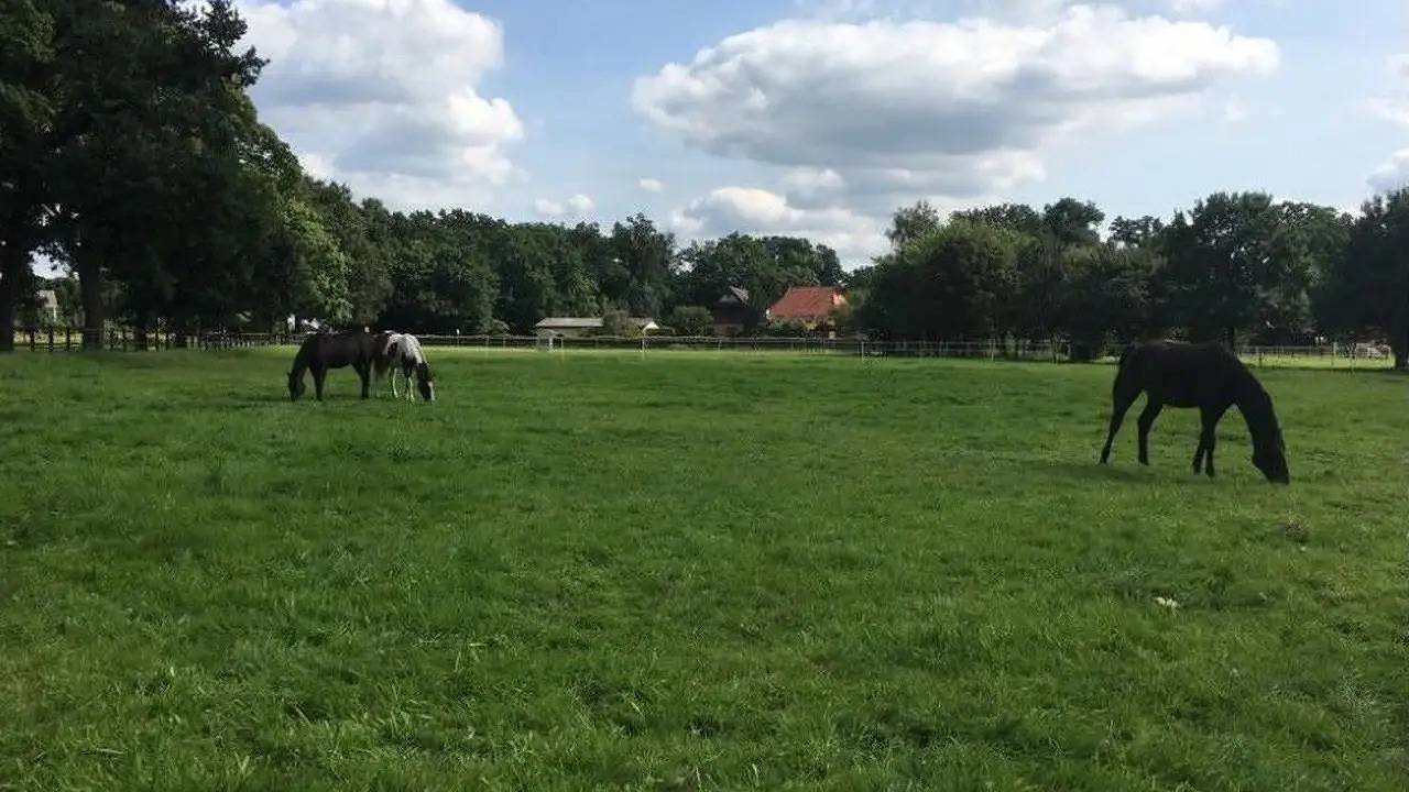 Ganze Ferienwohnung, Ferienwohnung für 6 Personen (129 m²) in Lindwedel in Lindwedel, Aller-Leine-Tal