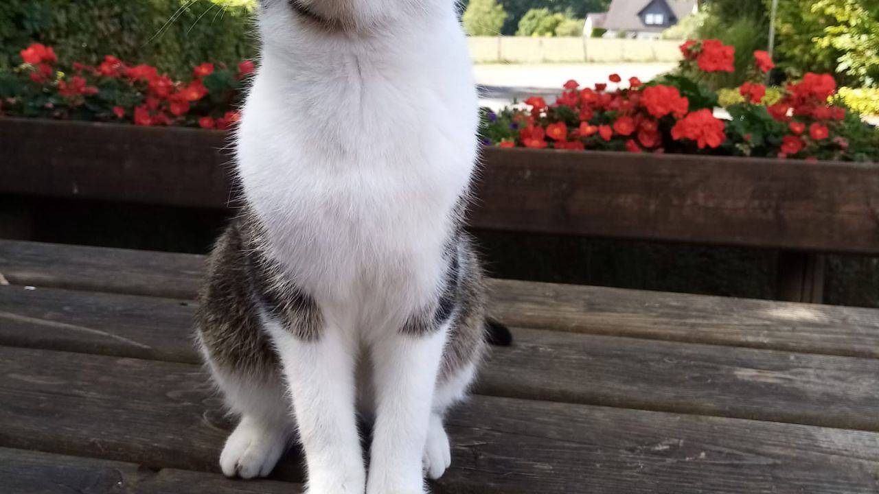 Ganze Ferienwohnung, Ferienwohnung für 2 Personen (30 m²) in Schmallenberg in Schmallenberg, Hochsauerlandkreis