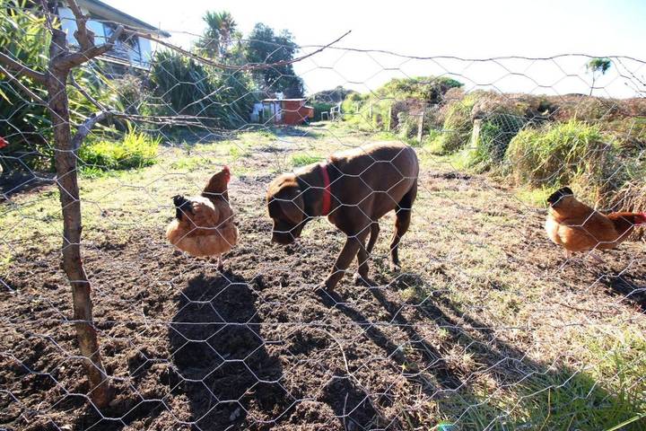 Maison d’hôte pour 2 personnes, avec jardin et vue dans Nouvelle-Zélande - 3