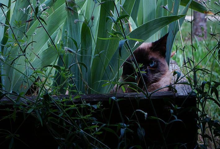 Chambre d’hôte pour 2 personnes, avec piscine et jardin, animaux acceptés dans Parc naturel régional des Monts d'Ardèche - 2