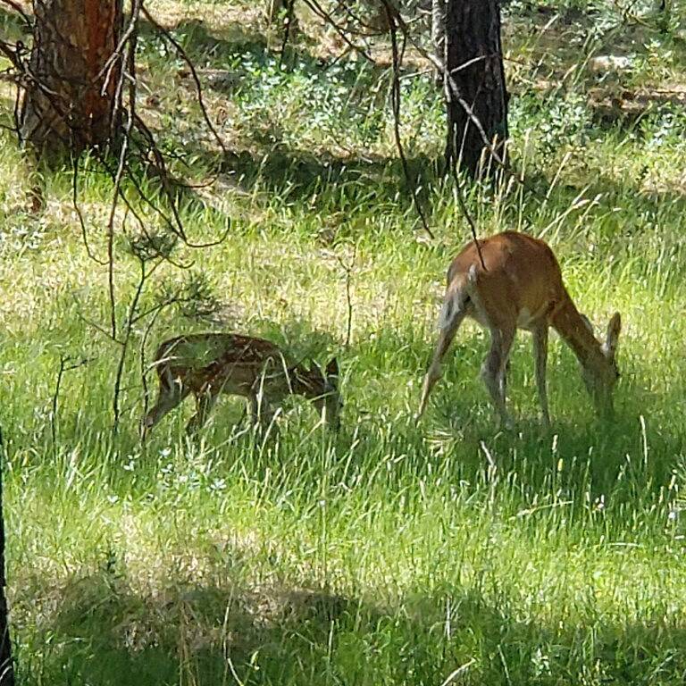 Private Cabin in Black Hills