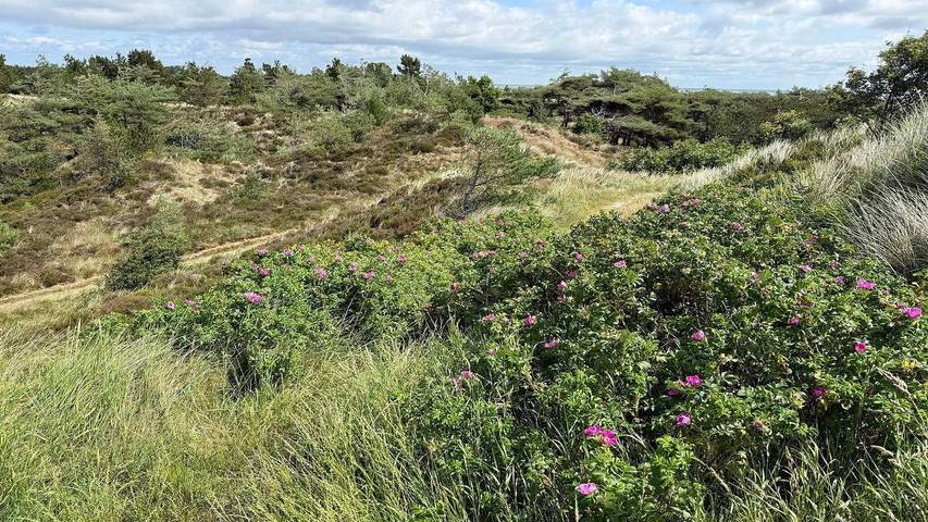 Ferienhaus mit Meerblick für 6 Personen, mit Terrasse auf Rømø - 3