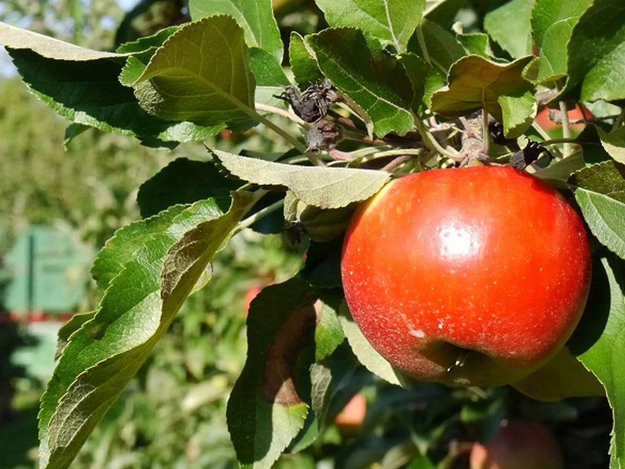 Ganze Ferienwohnung, Ferienhof Schwehr - Landhaus Tom, 110 qm, 3 Schlafzimmer, überdachte Terrasse, max. 8 Personen in Salem, Region Bodensee-Oberschwaben