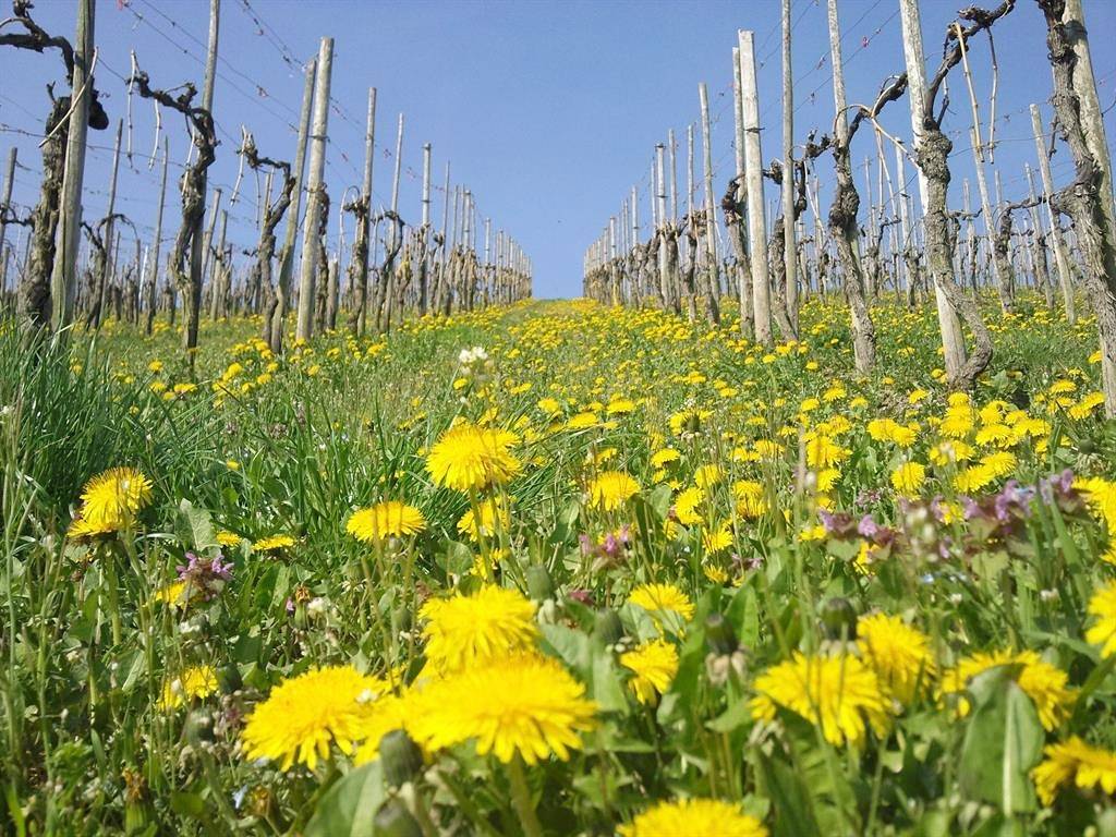 Ganze Ferienwohnung, Ferienweingut Wolfgang Bollig - Inh. M. Bollig in Trittenheim, Moseleifel