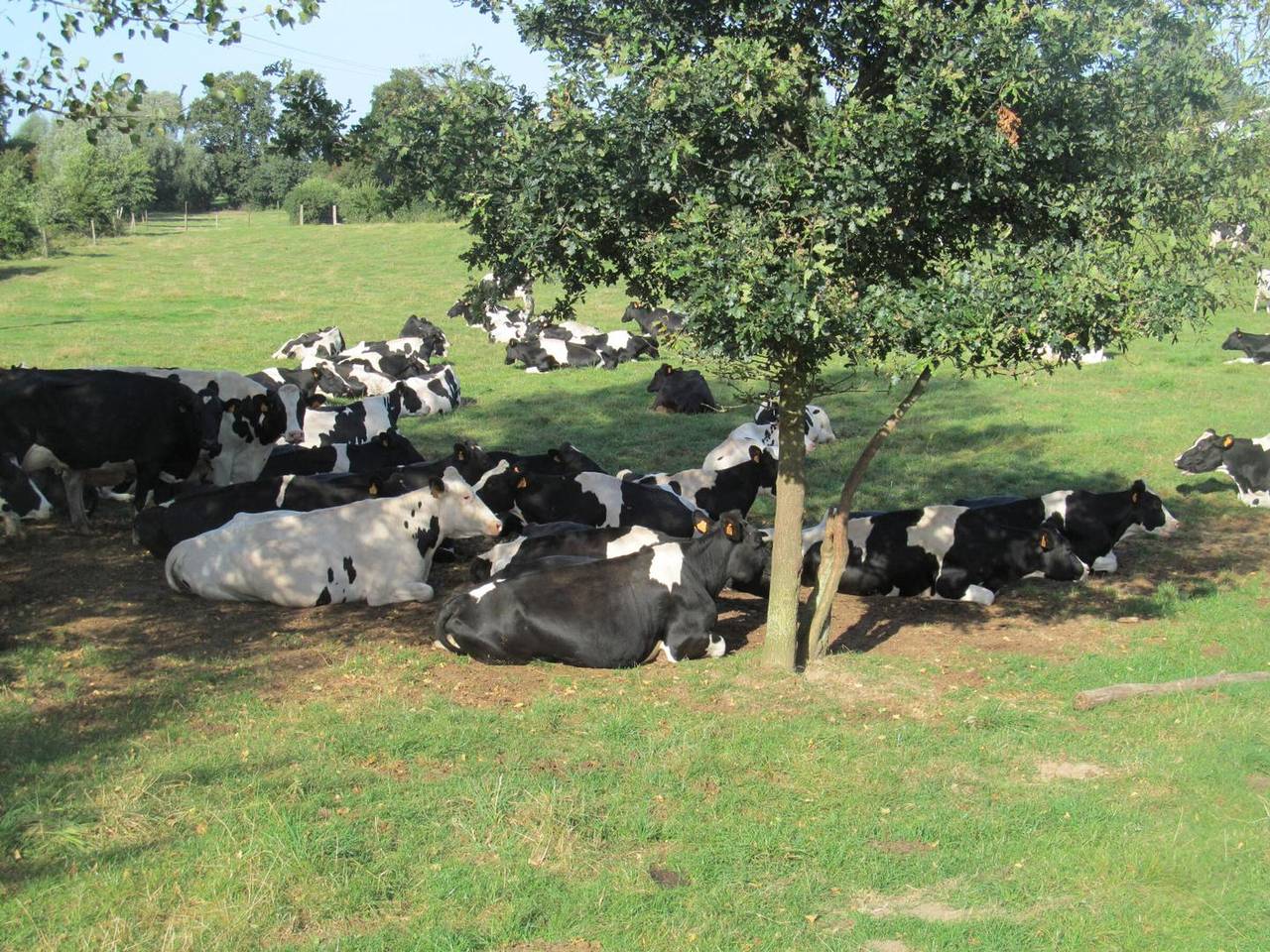 Spacieuse maison au jardin à la ferme - 12 pers. in Sainte-Marie-Cappel, Région de Dunkerque