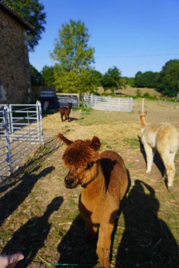 Location de vacances pour 2 personnes, avec piscine et terrasse à Champagnac-la-Rivière - 4