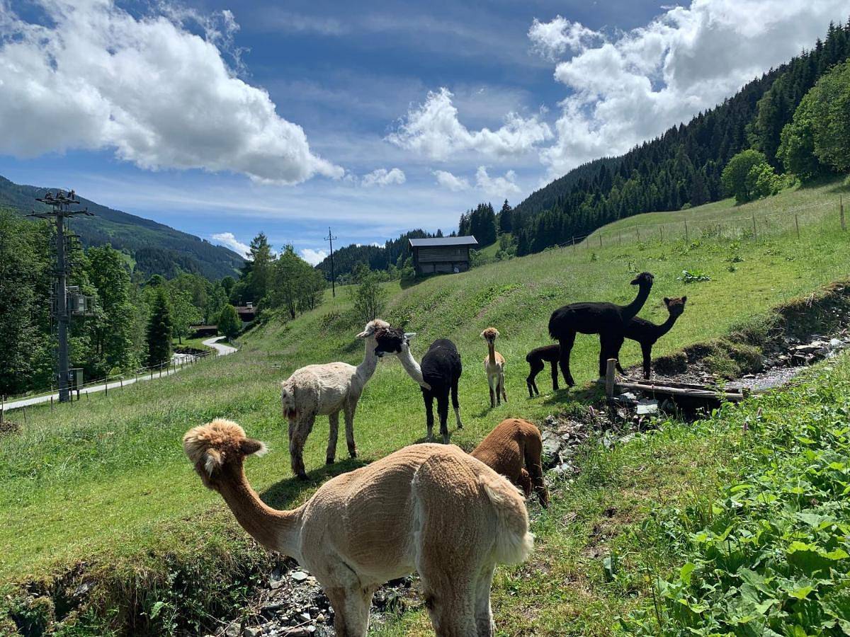Ganze Wohnung, Myapart Jochberg in Jochberg, Bezirk Kitzbühel