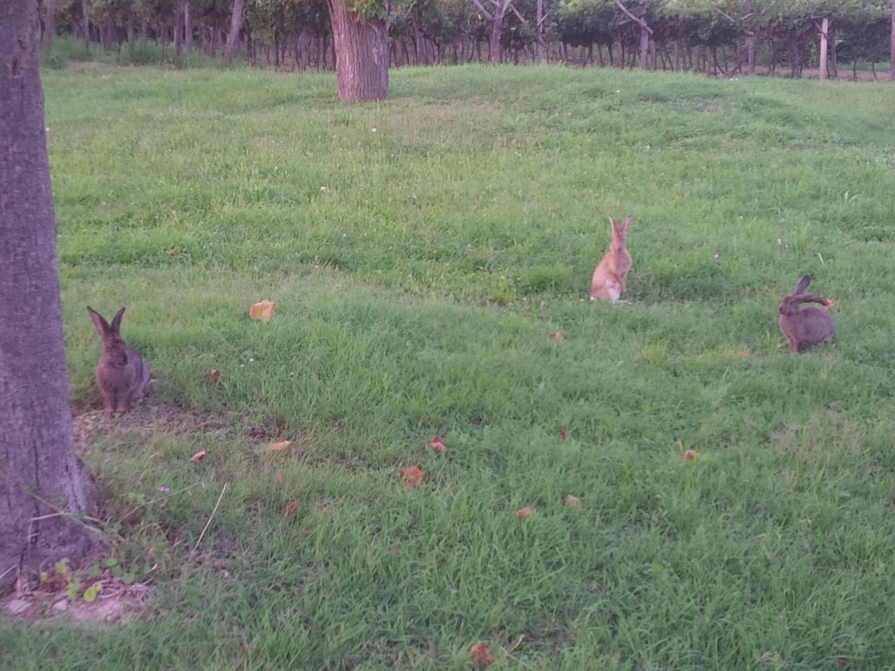 Ganze Wohnung, Appartement mit Balkon in Piran, Slowenische Riviera