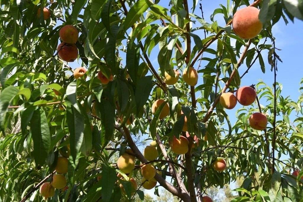 Wachtel Cottage - malerisch, gemütlich, friedlich und privat in Coromandel, Waikato