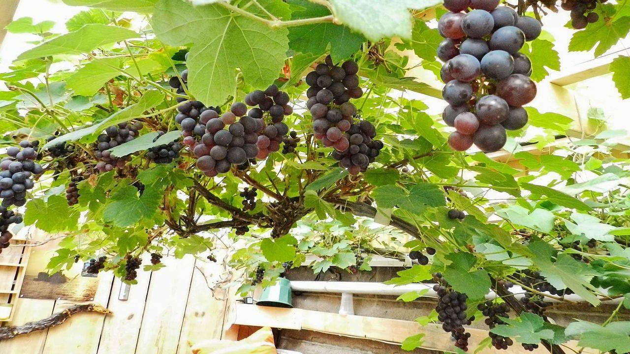 Ganze Ferienwohnung, Ferienwohnung für 3 Personen (35 m²) in Lysekil in Norra Västkusten