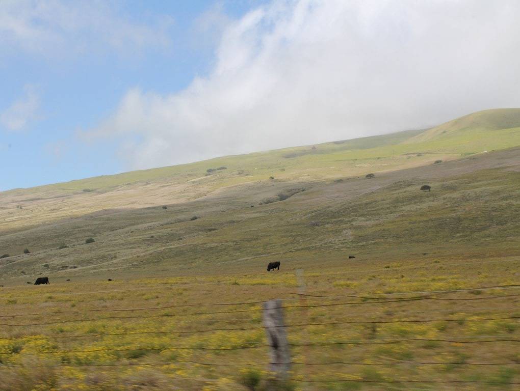 Lio Ka Hale (Das Pferdehaus) - Kamuela, Hawaii - spektakuläre Ausblicke auf Mauna Kea in Waimea, Kohala