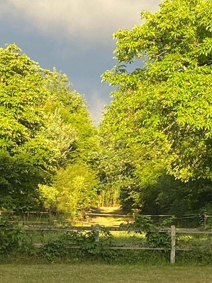 Gîte pour 12 personnes, avec jardin à Rogny-les-Sept-Écluses - 4