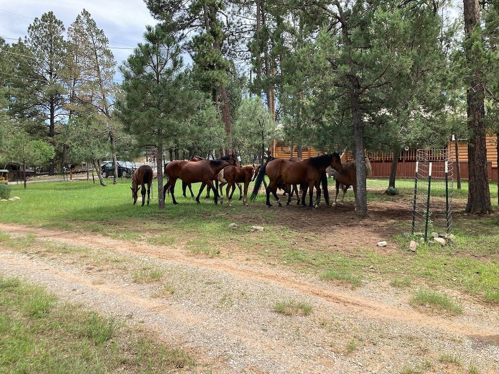 Das Hill House, privat, ruhig und nur 2 Blocks von der Main Street entfernt. in Ruidoso, Ski Apache