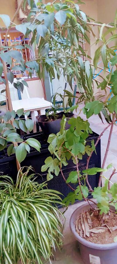 Gîte pour 2 personnes, avec jardin à Espira-de-l'Agly - 2