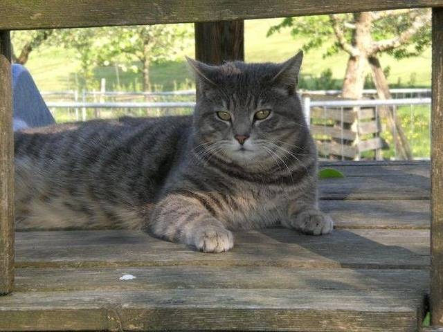 Ganze Ferienwohnung, Wohnung 5 Morgensonne in Hergensweiler, Bayerisch Schwaben