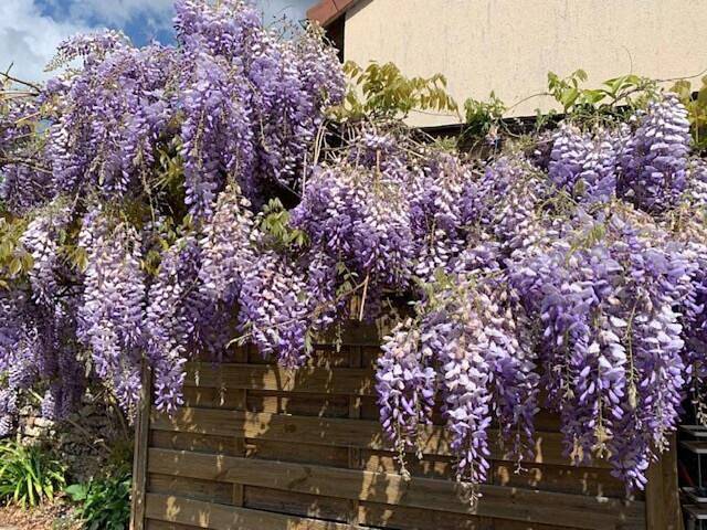 Location de vacances pour 3 personnes, avec jardin et terrasse à Limetz-Villez - 2