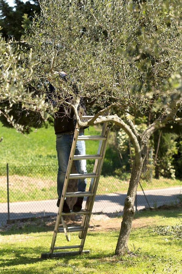 Chambre d’hôte pour 2 personnes, avec jardin, animaux acceptés à Misano Adriatico - 4