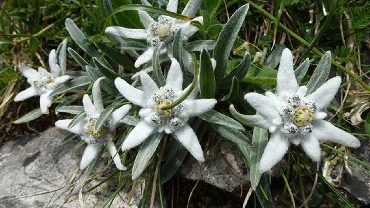 Ganze Ferienwohnung, Ferienwohnung für 4 Personen (55 m²) in Immenstadt in Immenstadt, Bayerisch Schwaben