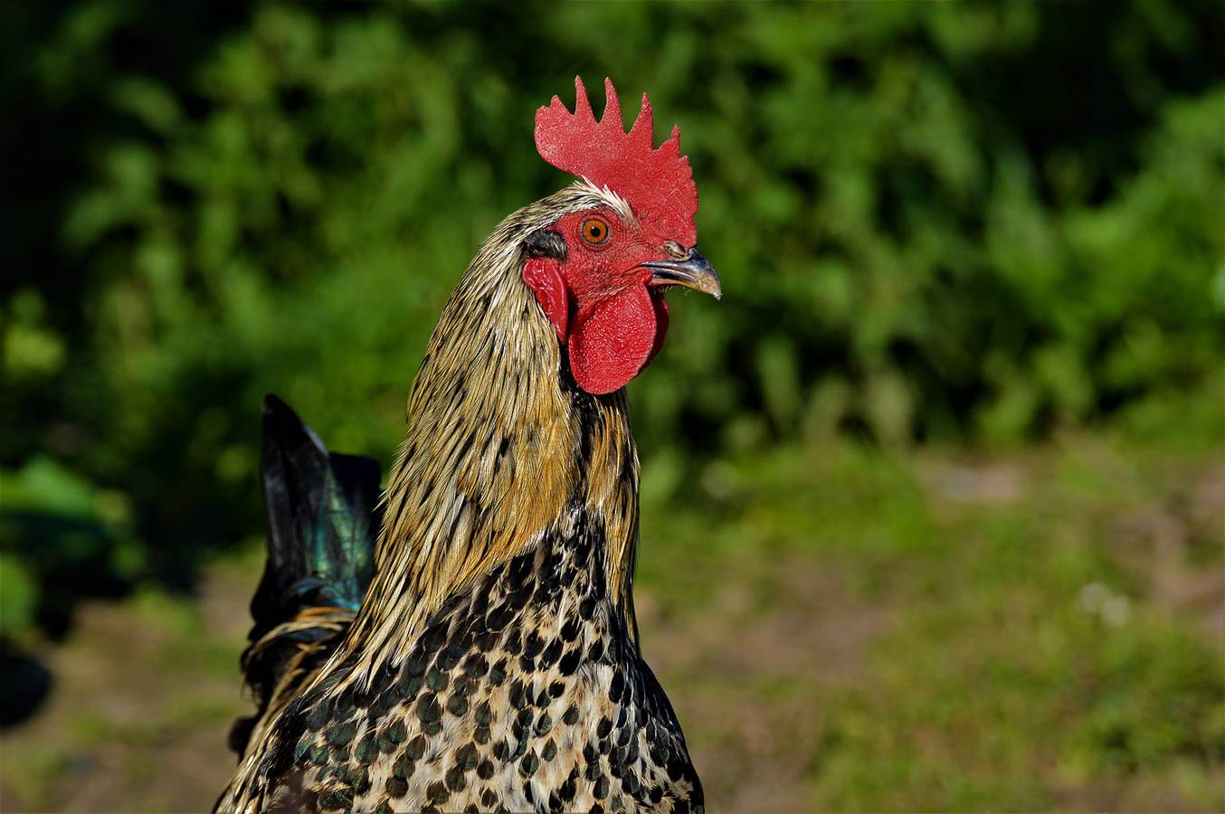 Damary, Le Fournil in Septème, Région de Vienne