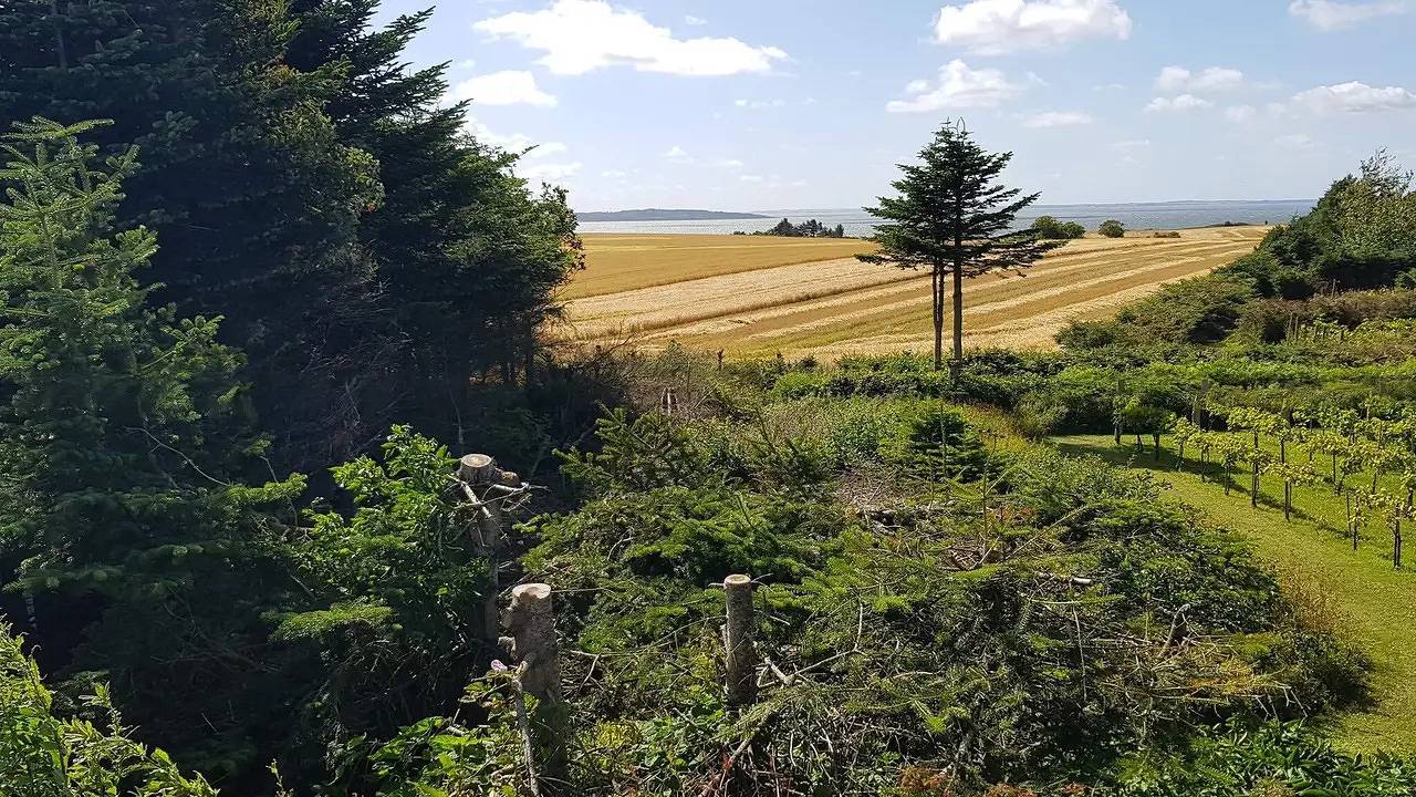 Ferienhaus für 6 Personen (85 m²) in Ranum in Limfjord in Nordjütland