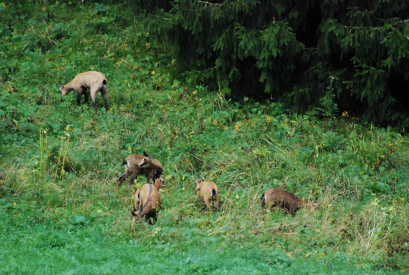 Historisches Postrelais-Gîte mit 8 Schlafzimmern im Haut-Jura in Les Rousses, Regionaler Naturpark Hochjura