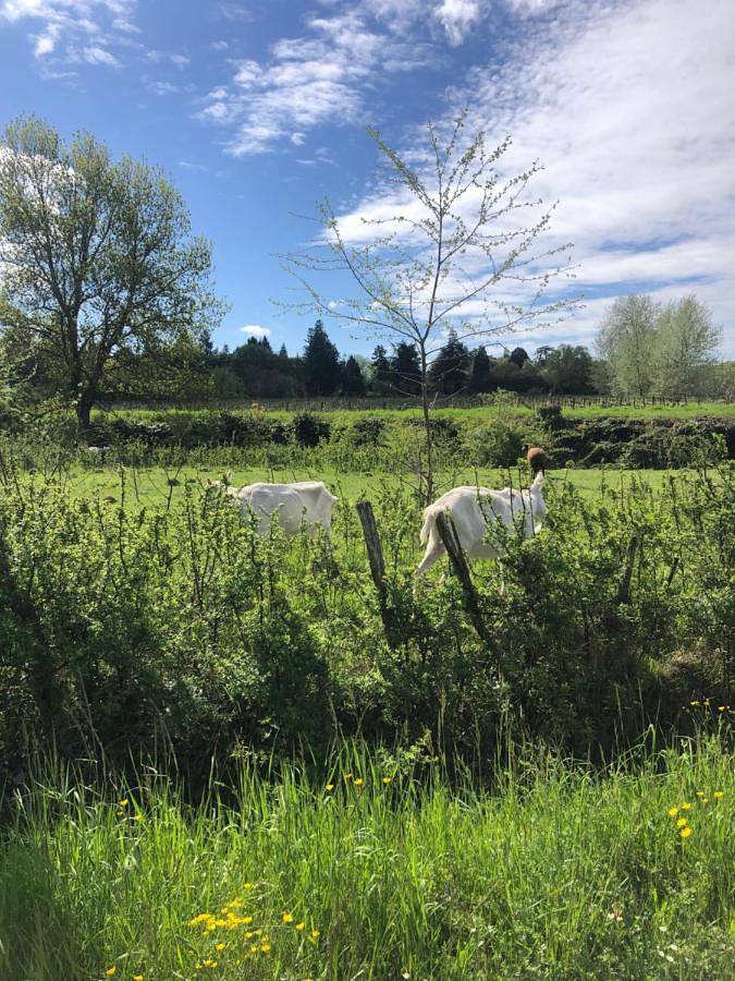 Location de vacances pour 4 personnes, avec vue et jardin à Amboise - 3